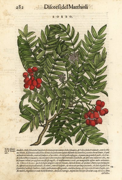 Sorveira-brava europeia, Sorbus aucuparia. Gravura em xilogravura colorida à mão por Wolfgang Meyerpick a partir de uma ilustração de Giorgio Liberale dos Discorsi di P.A. Matthioli ne i sei libri della Materia Medicinale di Pedacio Dioscoride Anaza de Pie de Unbekannter Künstler