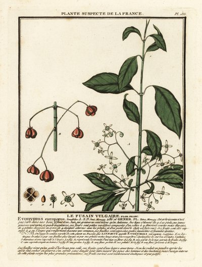 fuso europeu, Euonymus europaeus. de Unbekannter Künstler