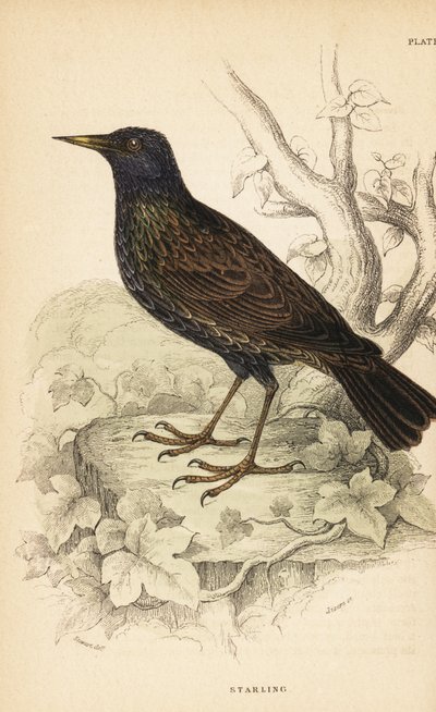 Estorninho europeu, Sturnus vulgaris.1889 (gravura) de Unbekannter Künstler