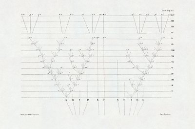 Evolucionismo: esquema de evolução derivado de "A origem das espécies através da seleção natural ou a luta pela existência na natureza" de Charles Darwin (1809-1882) de Unbekannter Künstler