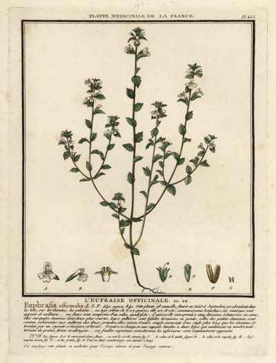 Eyebright, Euphrasia rostkoviana. de Unbekannter Künstler