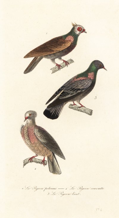 Raças de pombo de fantasia. de Unbekannter Künstler