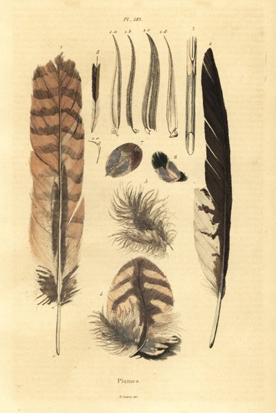 Penas, plumas, anatomia das aves de Unbekannt
