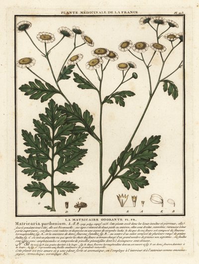 Matricária, Tanacetum parthenium. de Unbekannter Künstler