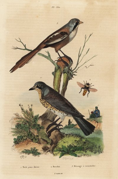 Fieldfare, Turdus pilaris, and bearded reedling, Panurus biarmicus Le merle grive litorne, merodon et mesange a moustaches de Unbekannt