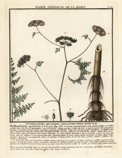 Dropwort de água de folha fina, Oenanthe aquatica. de Unbekannter Künstler