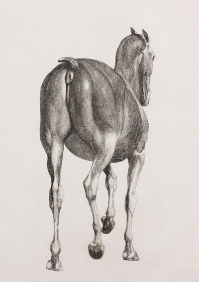 Primeira camada dissecada de um cavalo, vista traseira. de Unbekannt