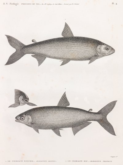 Peixe: Le Characin de Unbekannt