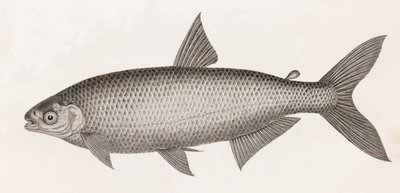 Peixe: Le Characin de Unbekannt