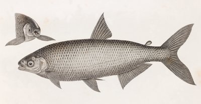 Peixe: Le Characin de Unbekannt