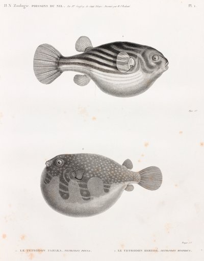 Peixe: Tetrodon de Unbekannt