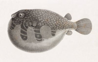 Peixe: Tetrodon, fechar de Unbekannt
