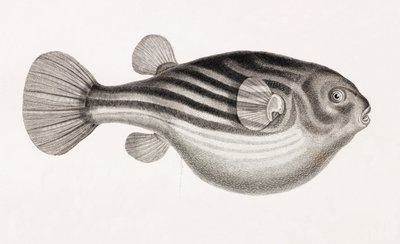 Peixe: Tetrodon, fechar de Unbekannt