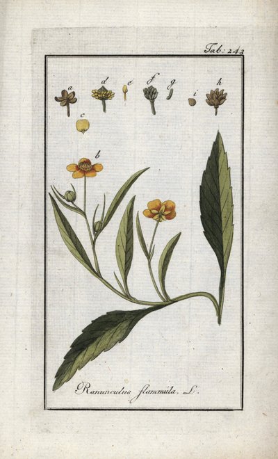 Ranúnculo-de-flama ou pequeno fosso ou pequena chama (Ranunculus flammula). Litografia de "Afbeelding der Artseny-Gewassen" de Johannes Zorn (1739-1799), Países Baixos de Unbekannter Künstler