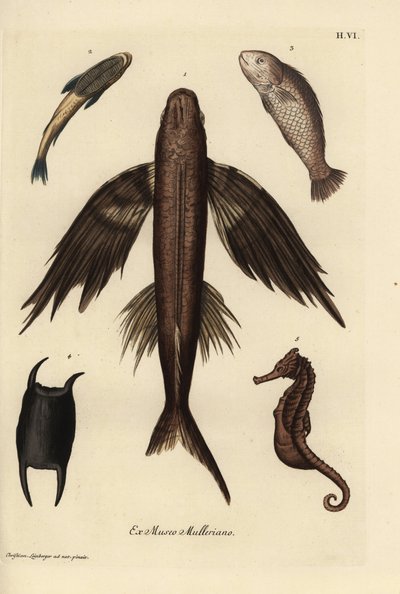 Peixe-voador, Exocoetus volitans 1, peixe-sapo, Remora remora 2, perca-gigante, Lates calcarifer 3, escama 4, cavalo-marinho, Hippocampus species 5. Gravura em chapa de cobre colorida à mão segundo uma ilustração de Christian Leinberger da obra Deliciae de de Unbekannter Künstler