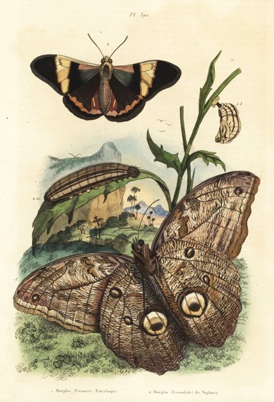 Borboleta coruja gigante da floresta, Caligo eurilochus 1 e Brassolis sophorae borboleta, pupa e lagarta 2 de Unbekannt