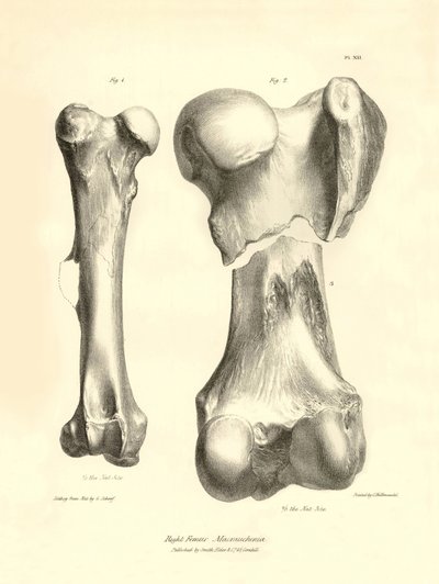 Ossos fósseis (fémur) do animal pré-histórico desaparecido Macrauchenia descrito por Charles Darwin durante a sua expedição a bordo do Beagle. Placa de "The Zoology of the voyage of H.M.S. Beagle under the command of Captain Fitzroy during the years 1832 de Unbekannter Künstler