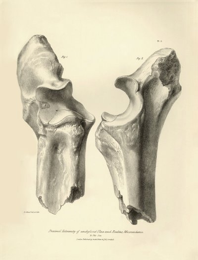 Ossos fósseis (cúbito e rádio) do animal pré-histórico desaparecido Macrauchenia descrito por Charles Darwin durante a sua expedição a bordo do Beagle. Placa de "The Zoology of the voyage of H.M.S. Beagle under the command of Captain Fitzroy during the ye de Unbekannter Künstler