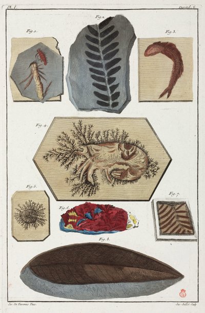 Fósseis, pré-históricos de Unbekannt