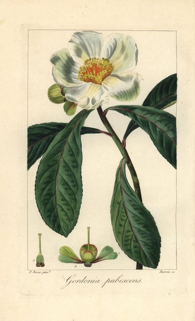 Árvore de Franklin, Franklinia alatamaha, nativa da América, extinta na natureza. Gravura a água-forte colorida à mão sobre cobre por Barrois a partir de uma ilustração botânica de Pancrace Bessa do "Herbier General de l