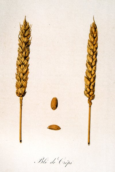 Ilustração francesa do século XIX de espigas de milho de Unbekannter Künstler