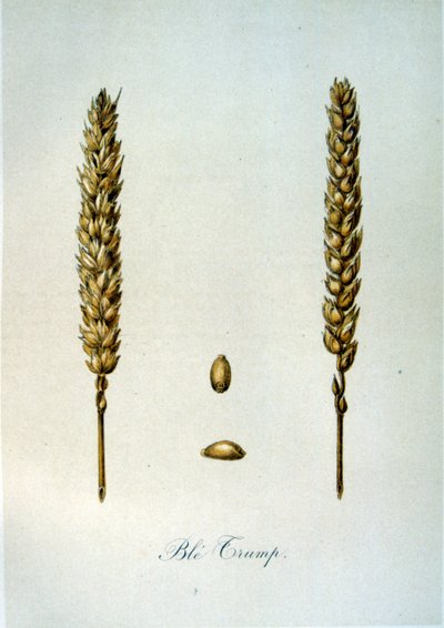 Ilustração francesa do século XIX de espigas de milho de Unbekannter Künstler