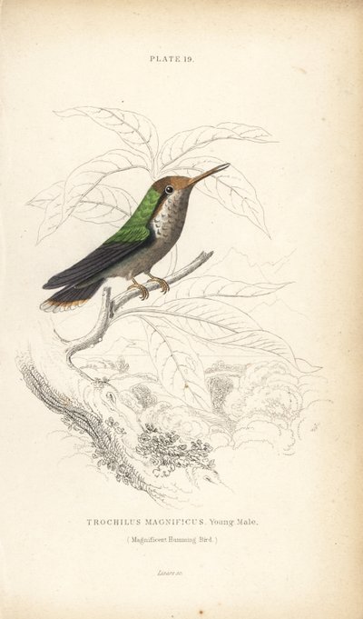 Lophornis magnificus, macho jovem (Colibri magnífico, Trochilus magnificus). Gravura em metal aço colorida à mão por William Lizars da Naturalist
