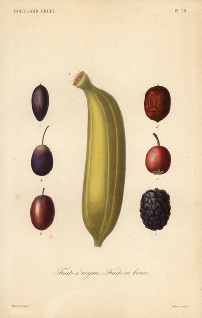 Frutas, frutas com caroço de Unbekannt