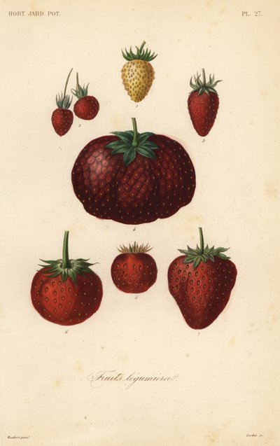 Frutas, legumes e hortaliças de Unbekannt