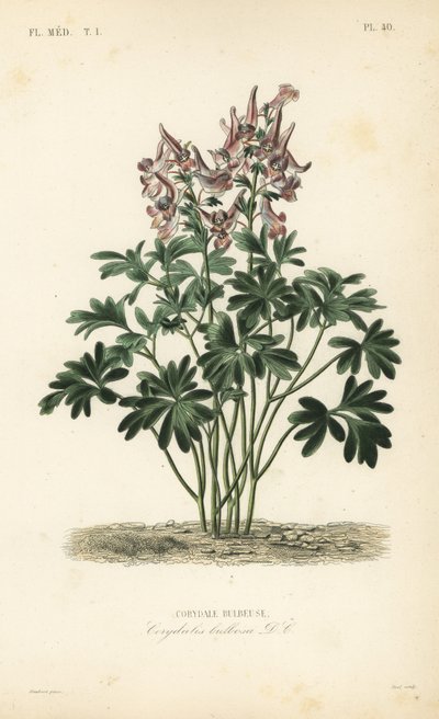 Fumewort, Corydalis solida, Corydalis bulbosa, Corydale bulbeuse de Unbekannt