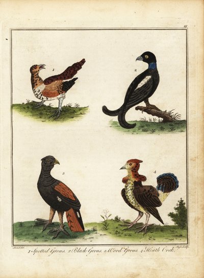 Aves de caça: tetraz manchado, tetraz preto, tetraz de madeira, caca de urze 1792 (gravura) de Unbekannter Künstler
