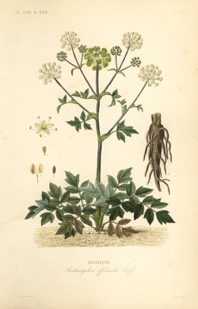 Angélica de jardim ou aipo selvagem, Angelica archangelica, Archangelica officinalis, Angelique de Unbekannt