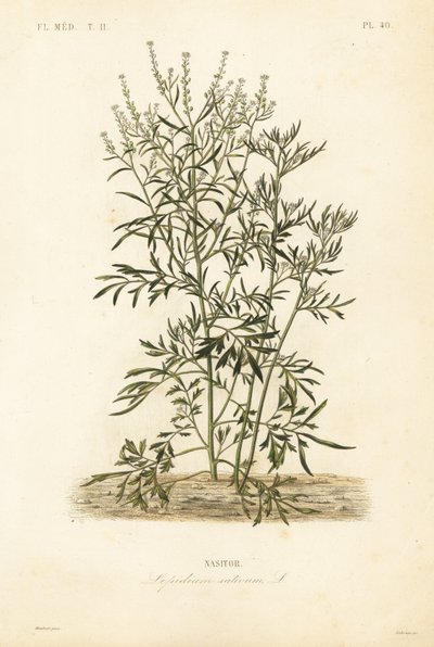 Agrião de jardim, mostarda e agrião ou pimenta, Lepidium sativum, Nasitor de Unbekannt