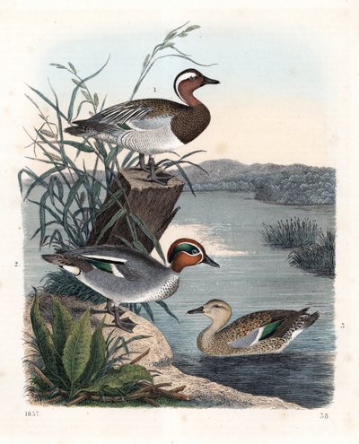 Garganay - marreco de verão - Anas querquedula 1, e marreco comum - marreco de inverno - Anas crecca, macho 2, e fêmea 3. Litografia colorida à mão do Livro do Mundo de Carl Hoffmann, Estugarda de Unbekannter Künstler