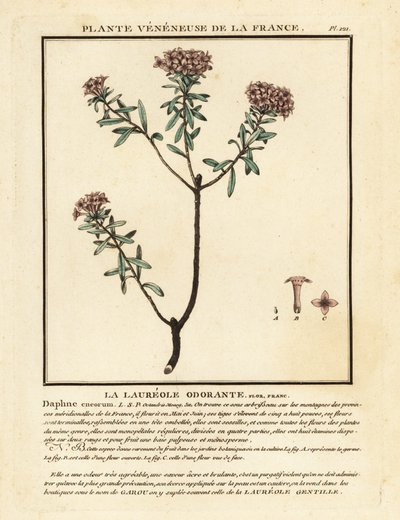 Flor de guirlanda, Daphne cneorum. de Unbekannter Künstler