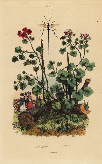 Espécies de gerânio, Pelargonium daveyanum 1 e Pelargonium macranthon 2 de Unbekannt