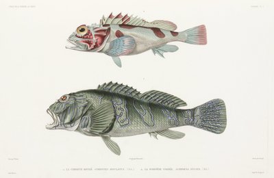 Peixe-gavião gigante e peixe-escorpião de Unbekannter Künstler