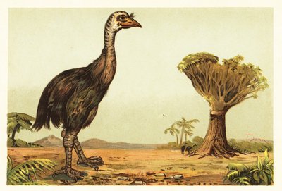 Moa gigante e árvore de dragão.1908 (litografia) de Unbekannter Künstler