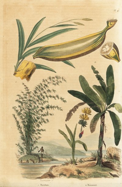 Planta espinhosa gigante de bambu, Bambusa bambus (Bambos arundinacea) e bananeira com frutos e seção transversal, Musa paradisiaca de Unbekannt
