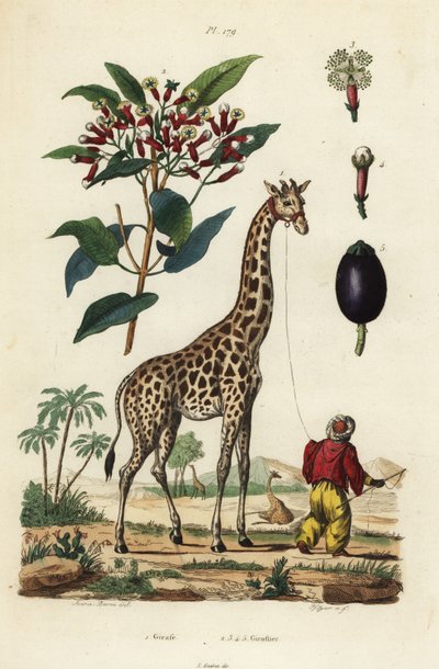 Girafa, Girafa camelopardalis, com handler e cravo-da-índia, Syzygium aromaticum de Unbekannt