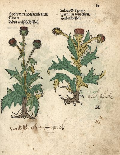 Alcachofra, Cynara cardunculus var. scolymus, e cardo-selvagem, Carduus sylvestris. Gravura em xilogravura colorida à mão de uma ilustração botânica do Krauterbuch, ou Herbal, de Adam Lonicer, Frankfurt de Unbekannter Künstler