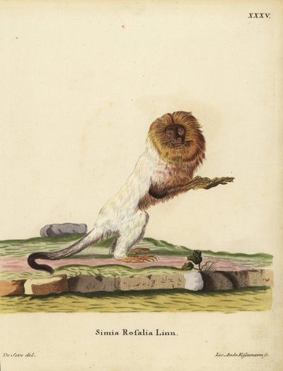 Mico-leão-dourado ou saguim-dourado, Leontopithecus rosalia. Ameaçada de extinção. Simia rosalia Linn. Gravura em chapa de cobre colorida à mão de Jakob Andreas Eisenmann a partir de uma ilustração de Jacques de Seve da obra Animal Illustrati de Johann Chr de Unbekannter Künstler