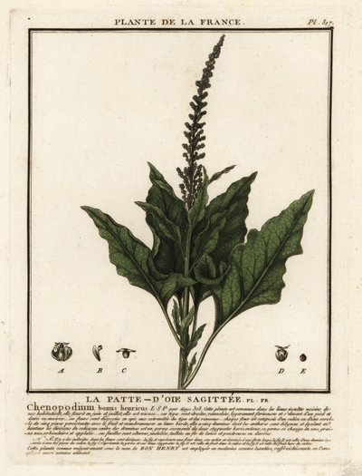 Good-King-Henry, Chenopodium bonus-henricus. de Unbekannter Künstler