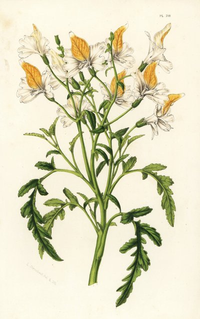 Schizanthus de Graham, Schizanthus grahamii. Litografia colorida à mão da obra de Louis van Houtte e Charles Lemaire, Flowers of the Gardens and Hothouses of Europe, Flore des Serres et des Jardins de l