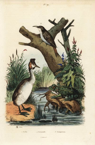 Grande mergulhão cristalizado, Podiceps cristatus 1, sapo verde, Pelophylax esculentus 2, e Treecreeper eurasiático, Certhia familiaris 3 de Unbekannt