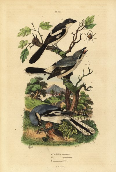 Great grey shrike, Lanius excubitoroides, Lanius excubitoroides, e fiscal shrike, Lanius collaris Pie Grieche commune, septentrionale, fiscal de Unbekannt