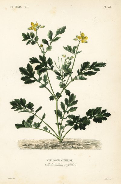 Grande celandina, Chelidonium majus, comuna de Chelidoine de Unbekannt