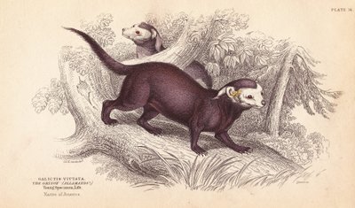 Grão-de-bico-grande, Gallictis vittata. Gravura em metal aço colorida à mão por Lizars a partir de uma ilustração de Charles Hamilton Smith da Naturalist