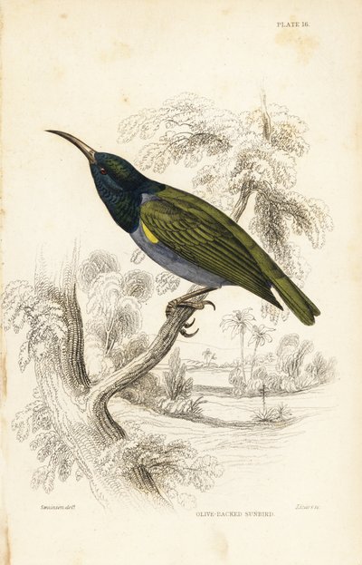 Pássaro-sol-de-cabeça-verde (Baixa Guiné), Cyanomitra verticalis cyanocephala (Pássaro-sol-de-dorso-oliváceo, Cinnyris chloronotus). Gravura em metal aço colorida à mão por William Lizars após William Swainson da Biblioteca do Naturalista de Sir William Ja de Unbekannter Künstler