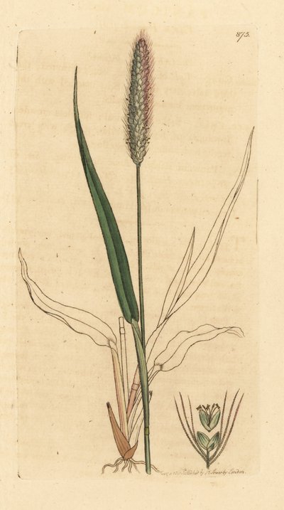 Setaria viridis (Panicum viride) Gravura a água-forte colorida à mão, em chapa de cobre, segundo um desenho de James Sowerby para o livro English Botany de James Smith de Unbekannter Künstler